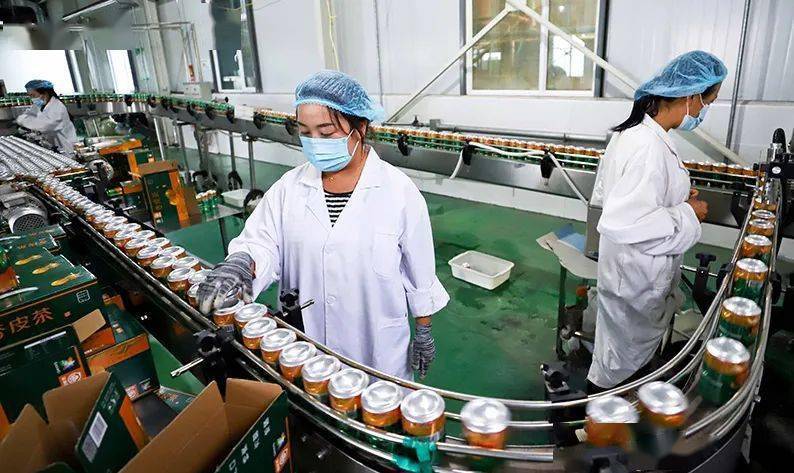 深加工“金钥匙”打开农产品“发展锁”——张掖茶叶种植的突围之路