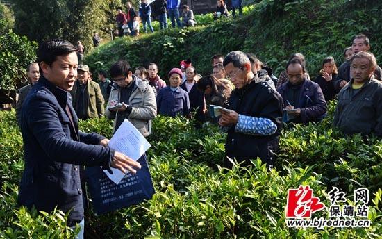保靖技术员茶园讲解茶叶种植技术 从选苗到管护的实用指南