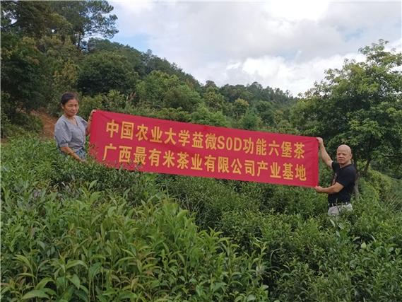 广西最有米茶业 高科技术赋能六堡茶种植，开启智慧农业新篇章