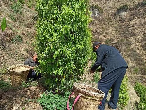 会东县淌塘镇 抢抓节点 老鹰茶茶叶采摘加工忙
