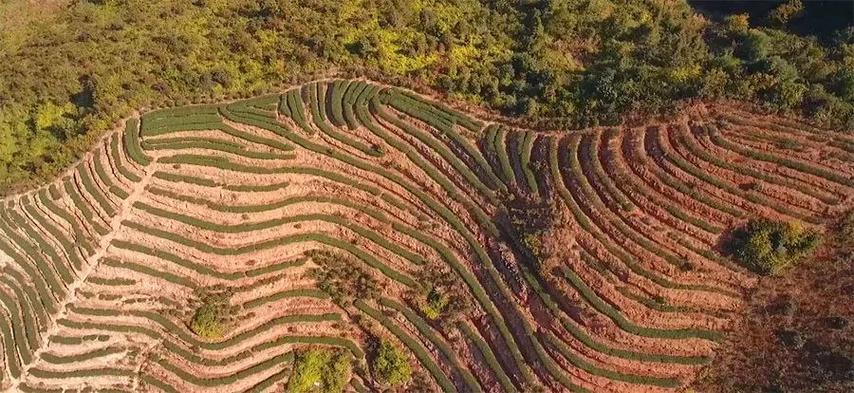 龙川新田镇 茶叶产业飘出新发展，绿叶变金叶铺就振兴路