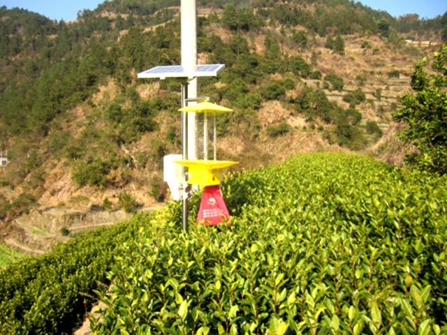茶园里的黄色
