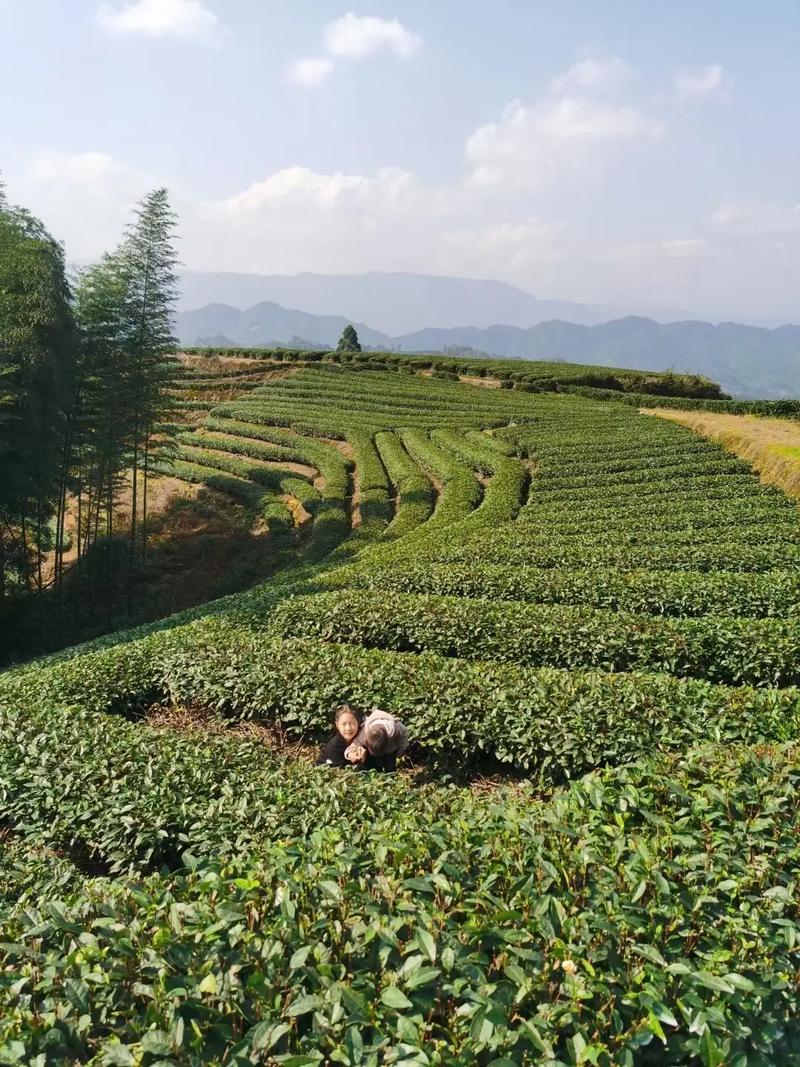 故乡的茶园，我心中的绿色家园