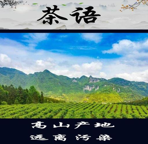 藤茶与莓茶 品味自然的尚品，种植基地直供的健康之选