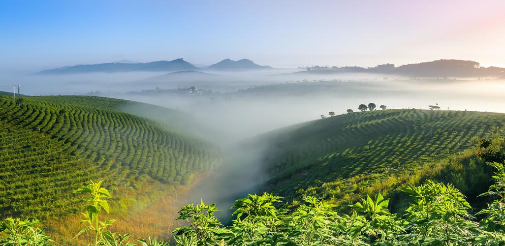蓝色的下壮观的普洱茶茶叶种植园