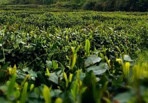 赵坡绿剑茶:德阳市绵竹特产赵坡绿剑茶,产地农产品茶叶
